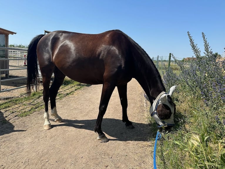 Ungarisches Sportpferd Stute 9 Jahre 167 cm Rappe in Seibersdorf