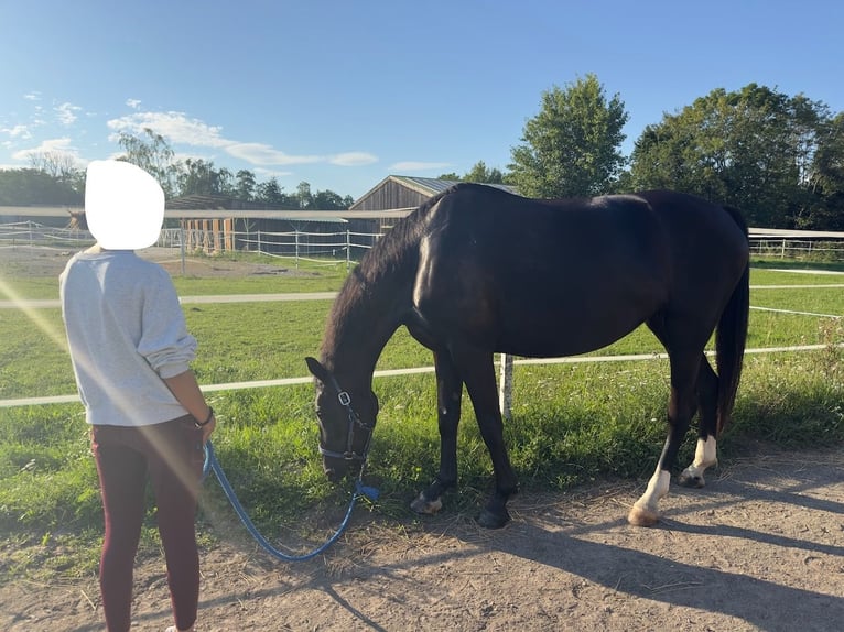 Ungarisches Sportpferd Stute 9 Jahre 167 cm Rappe in Seibersdorf