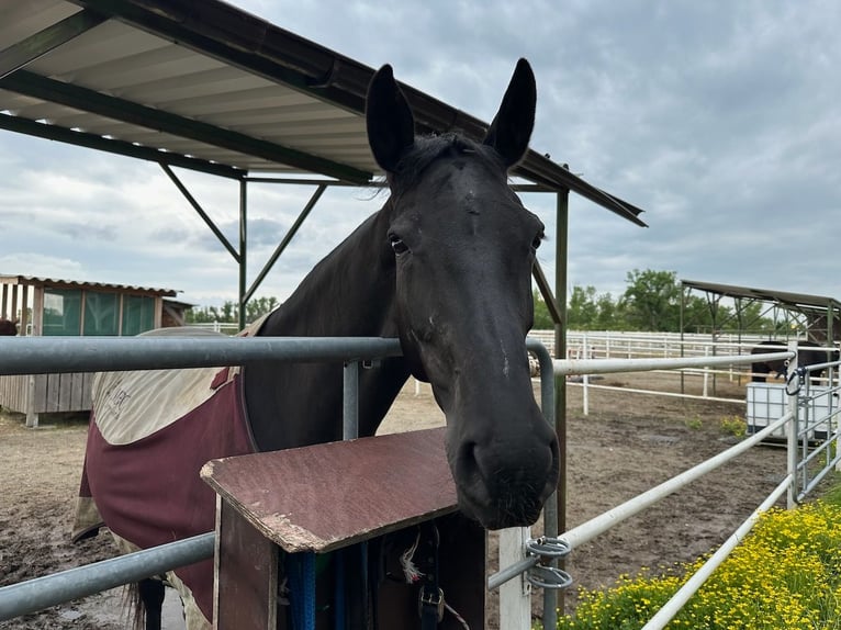 Ungarisches Sportpferd Stute 9 Jahre 167 cm Rappe in Seibersdorf