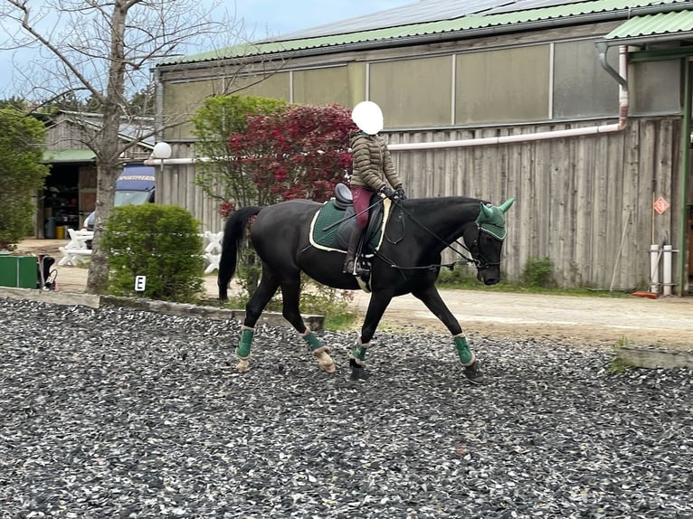 Ungarisches Sportpferd Stute 9 Jahre 167 cm Rappe in Seibersdorf