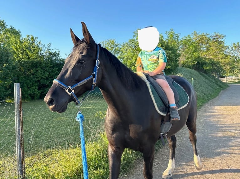 Ungarisches Sportpferd Stute 9 Jahre 167 cm Rappe in Seibersdorf