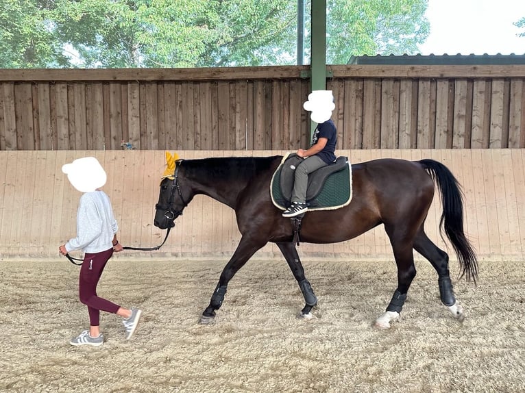 Ungarisches Sportpferd Stute 9 Jahre 167 cm Rappe in Seibersdorf
