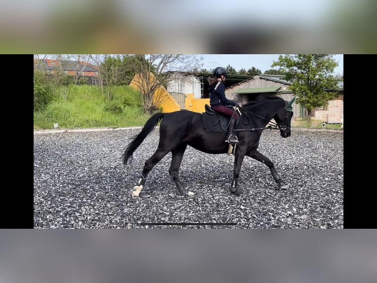 Ungarisches Sportpferd Stute 9 Jahre 167 cm Rappe in Seibersdorf