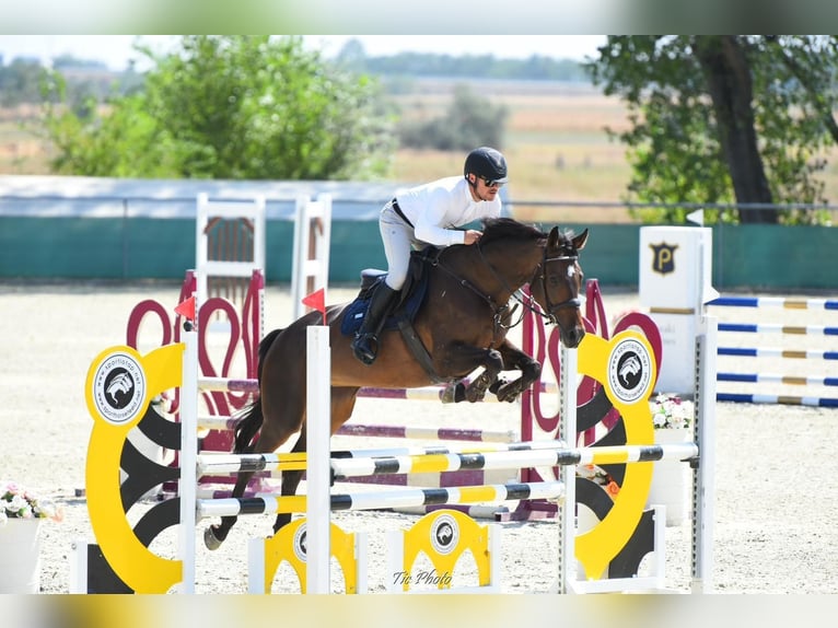 Ungarisches Sportpferd Stute 9 Jahre 168 cm Dunkelbrauner in Miskolc