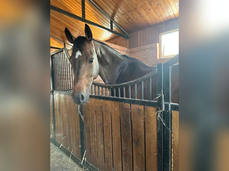 Ungarisches Sportpferd Stute 9 Jahre 168 cm Dunkelbrauner in Miskolc