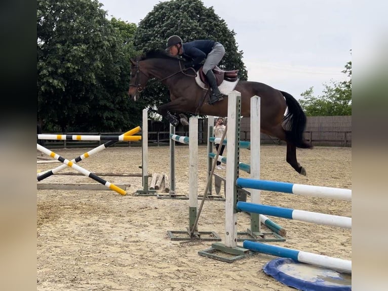 Ungarisches Sportpferd Stute 9 Jahre 168 cm Dunkelbrauner in Miskolc