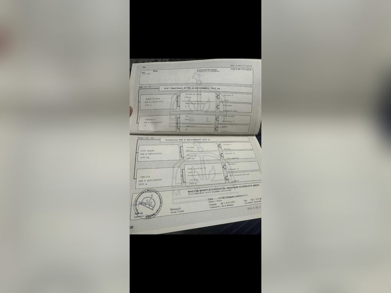 Ungarisches Sportpferd Stute 9 Jahre 168 cm Dunkelbrauner in Szarvas