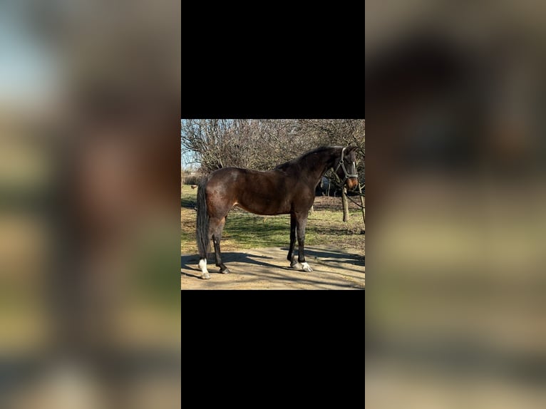 Ungarisches Sportpferd Stute 9 Jahre 168 cm Dunkelbrauner in Szarvas