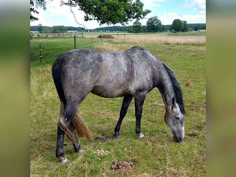 Ungarisches Sportpferd Mix Stute 9 Jahre 170 cm Apfelschimmel in Bad Bodenteich