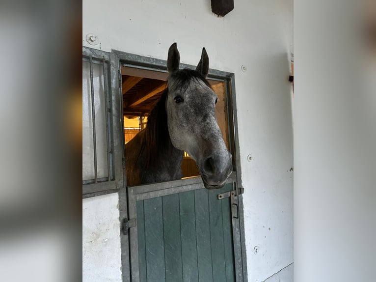 Ungarisches Sportpferd Mix Stute 9 Jahre 170 cm Apfelschimmel in Bad Bodenteich