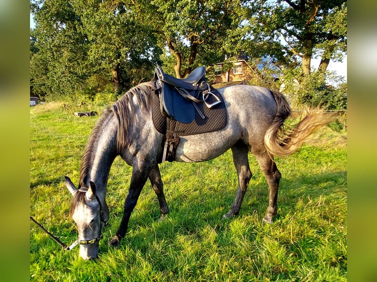 Ungarisches Sportpferd Mix Stute 9 Jahre 170 cm Apfelschimmel in Bad Bodenteich