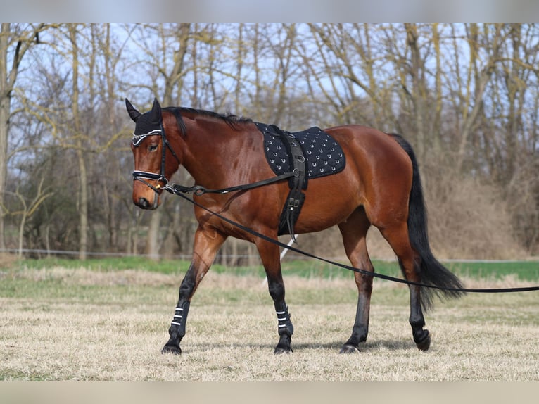 Ungarisches Sportpferd Mix Stute 9 Jahre 170 cm Rotbrauner in Pér
