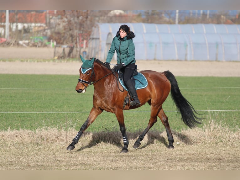 Ungarisches Sportpferd Mix Stute 9 Jahre 170 cm Rotbrauner in Pér