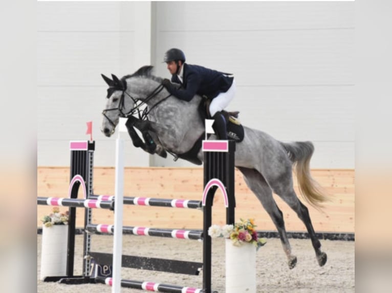 Ungarisches Sportpferd Stute 9 Jahre 170 cm Schimmel in Bekescsaba