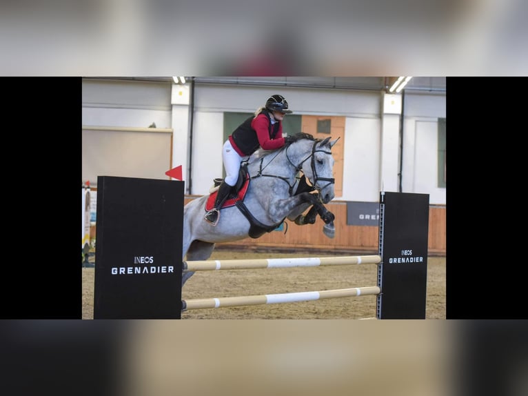 Ungarisches Sportpferd Stute 9 Jahre 170 cm Schimmel in Bekescsaba