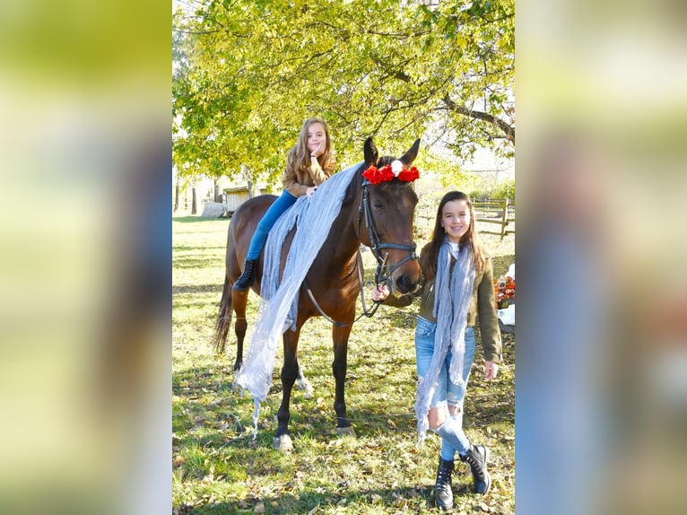 Ungarisches Sportpferd Stute 9 Jahre 174 cm Hellbrauner in Kecskem&#xE9;t