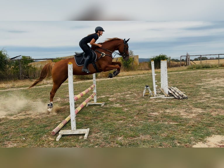 Ungarisches Sportpferd Stute 9 Jahre 174 cm  in San Luis Obispo