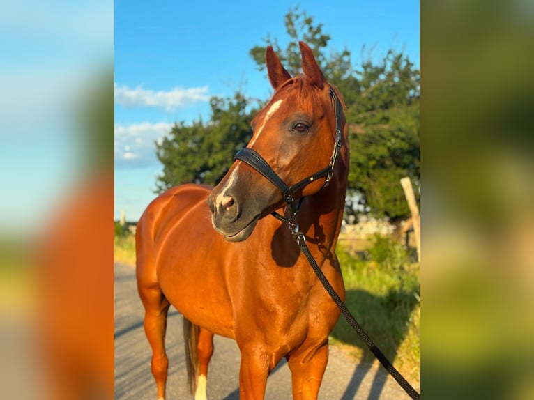 Ungarisches Sportpferd Stute 9 Jahre 174 cm  in San Luis Obispo