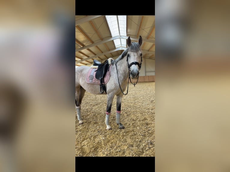 Ungarisches Sportpferd Mix Stute 9 Jahre 175 cm Schimmel in Oberrohrbach