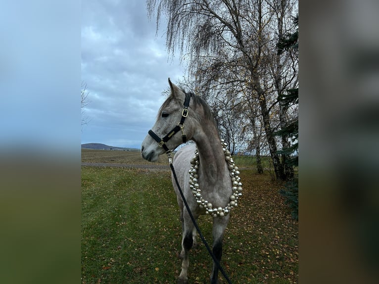 Ungarisches Sportpferd Mix Stute 9 Jahre 175 cm Schimmel in Oberrohrbach