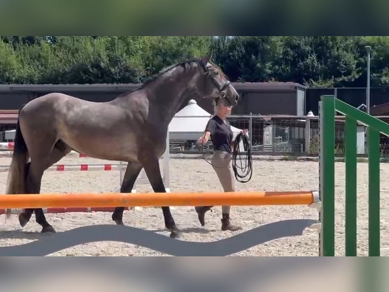 Ungarisches Sportpferd Stute 9 Jahre 177 cm Apfelschimmel in Au
