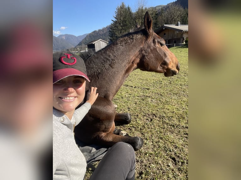 Ungarisches Sportpferd Stute 9 Jahre 183 cm Brauner in Kirchberg in Tirol