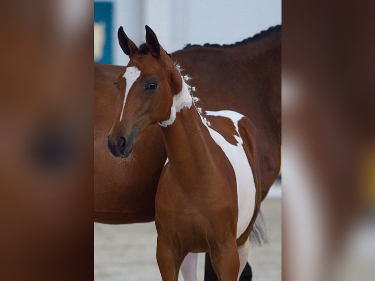 Ungarisches Sportpferd Stute Fohlen (04/2026) 135 cm Tobiano-alle-Farben in Sárbogárd