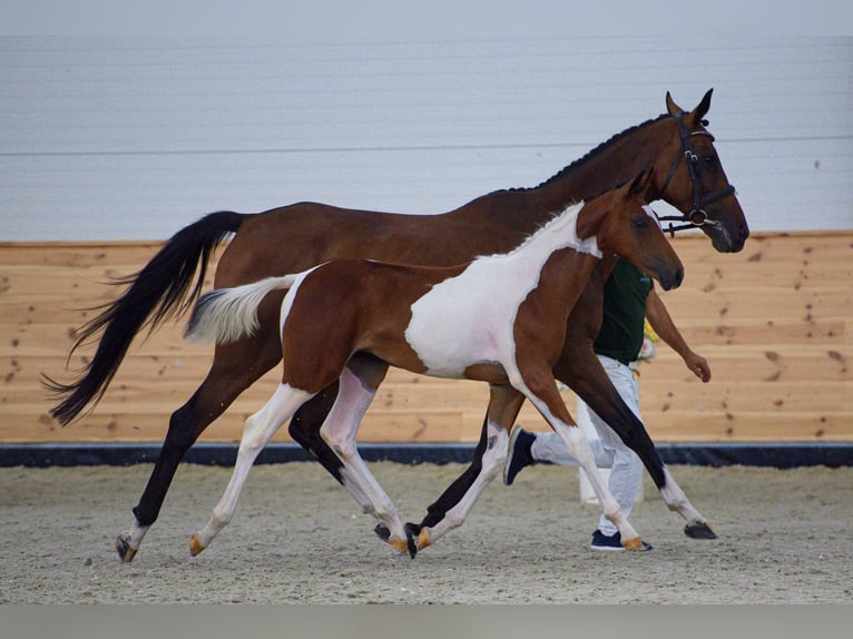 Ungarisches Sportpferd Stute Fohlen (04/2026) 135 cm Tobiano-alle-Farben in Sárbogárd