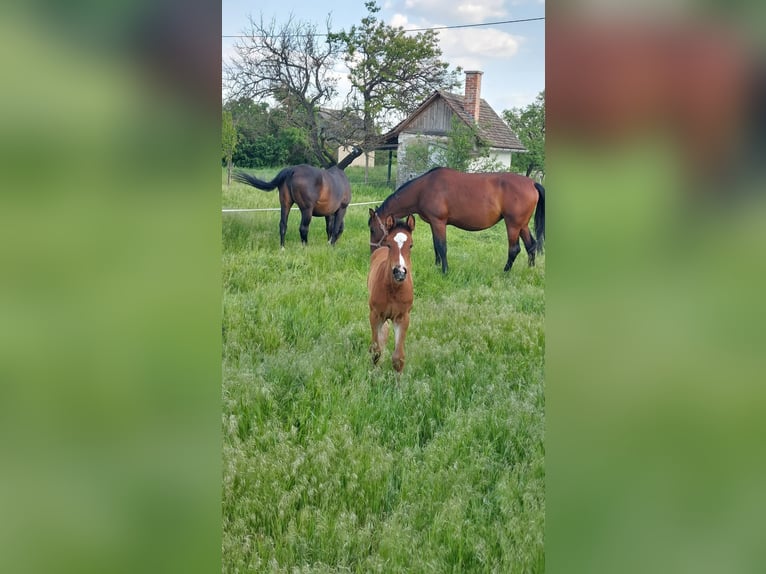 Ungarisches Sportpferd Stute Fohlen (05/2025) Rotbrauner in Karcag