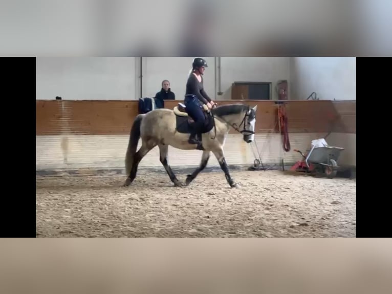Ungarisches Sportpferd Wallach 10 Jahre 142 cm Apfelschimmel in Breisach am Rhein