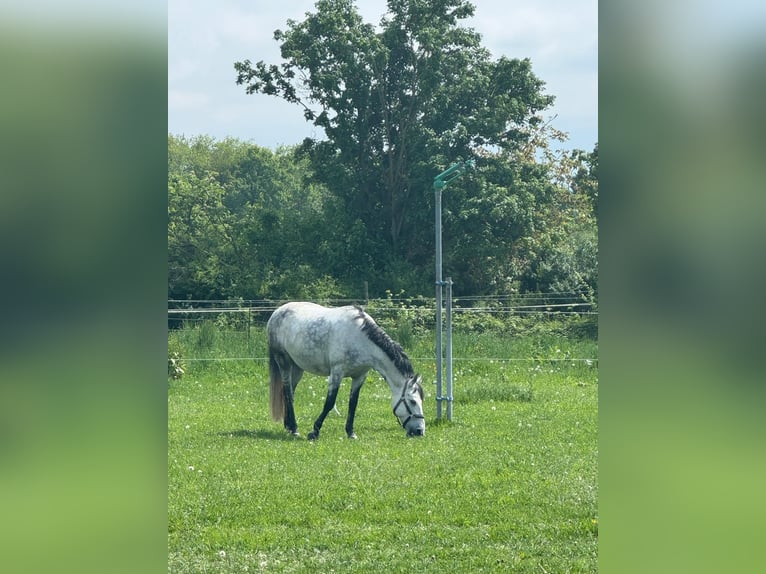 Ungarisches Sportpferd Wallach 10 Jahre 142 cm Apfelschimmel in Breisach am Rhein