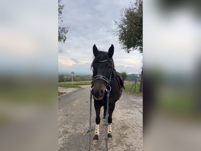 Ungarisches Sportpferd Wallach 10 Jahre 150 cm Brauner in St.Valentin