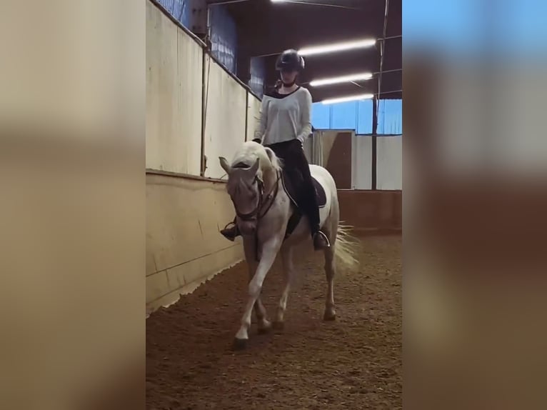 Ungarisches Sportpferd Wallach 10 Jahre 150 cm Fliegenschimmel in Berlin
