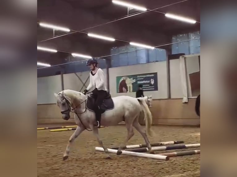 Ungarisches Sportpferd Wallach 10 Jahre 150 cm Fliegenschimmel in Berlin