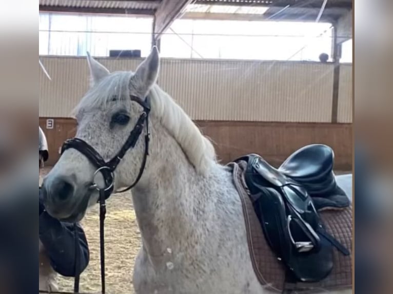 Ungarisches Sportpferd Wallach 10 Jahre 150 cm Fliegenschimmel in Berlin