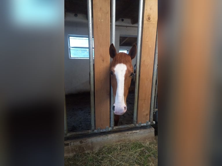 Ungarisches Sportpferd Mix Wallach 10 Jahre 150 cm Fuchs in Oberndorf