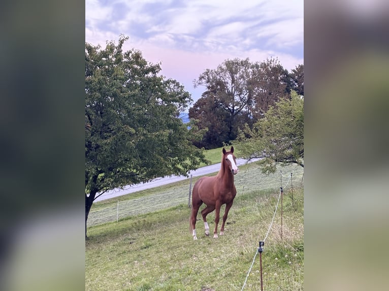 Ungarisches Sportpferd Mix Wallach 10 Jahre 150 cm Fuchs in Oberndorf