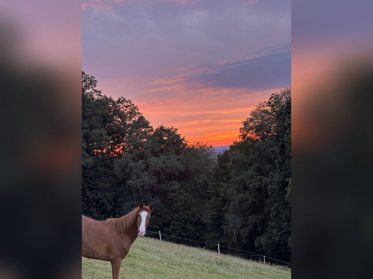 Ungarisches Sportpferd Mix Wallach 10 Jahre 150 cm Fuchs in Oberndorf