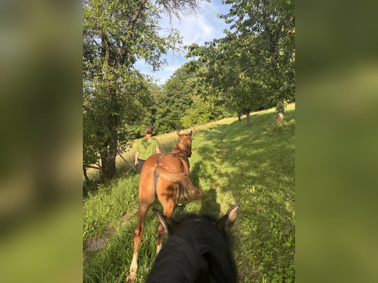 Ungarisches Sportpferd Mix Wallach 10 Jahre 150 cm Fuchs in Oberndorf