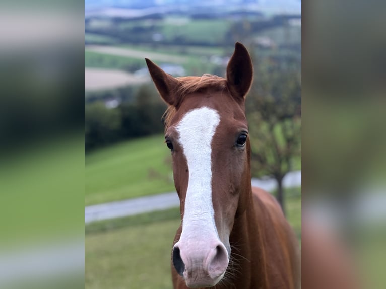 Ungarisches Sportpferd Mix Wallach 10 Jahre 150 cm Fuchs in Oberndorf