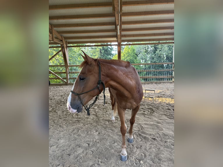 Ungarisches Sportpferd Mix Wallach 10 Jahre 150 cm Fuchs in Oberndorf