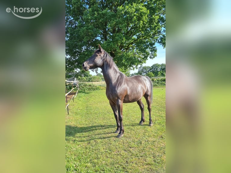 Ungarisches Sportpferd Mix Wallach 10 Jahre 153 cm Rappe in Neumünster
