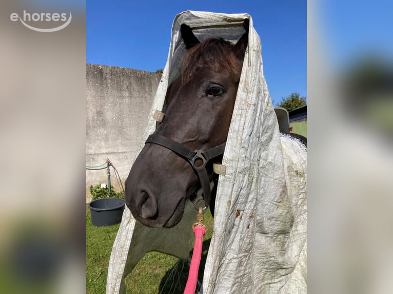 Ungarisches Sportpferd Mix Wallach 10 Jahre 153 cm Rappe in Neumünster