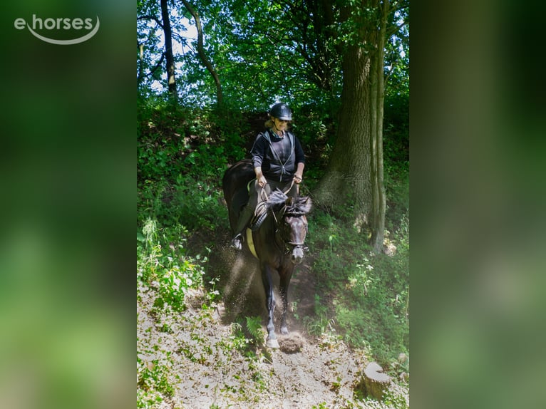 Ungarisches Sportpferd Mix Wallach 10 Jahre 153 cm Rappe in Neumünster