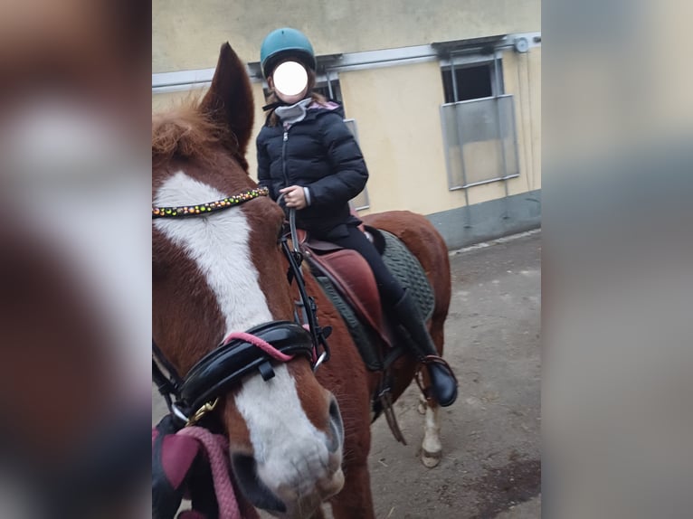 Ungarisches Sportpferd Wallach 10 Jahre 154 cm Fuchs in Timelkam