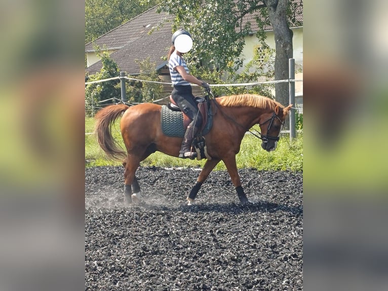 Ungarisches Sportpferd Wallach 10 Jahre 154 cm Fuchs in Timelkam