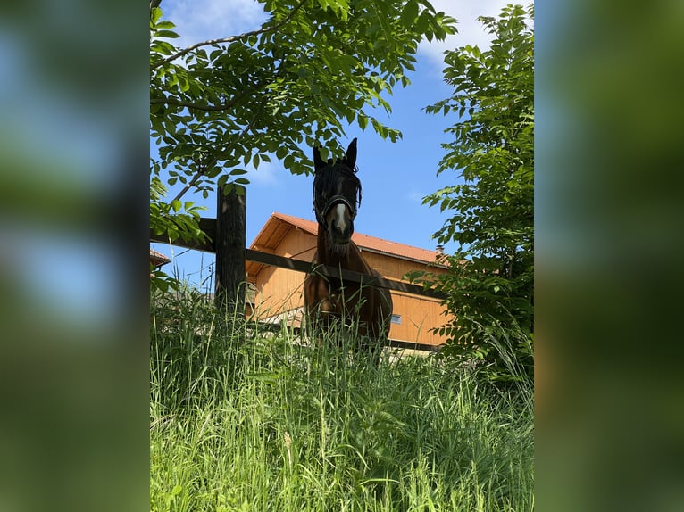 Ungarisches Sportpferd Wallach 10 Jahre 155 cm Fuchs in Breitenfurt bei Wien