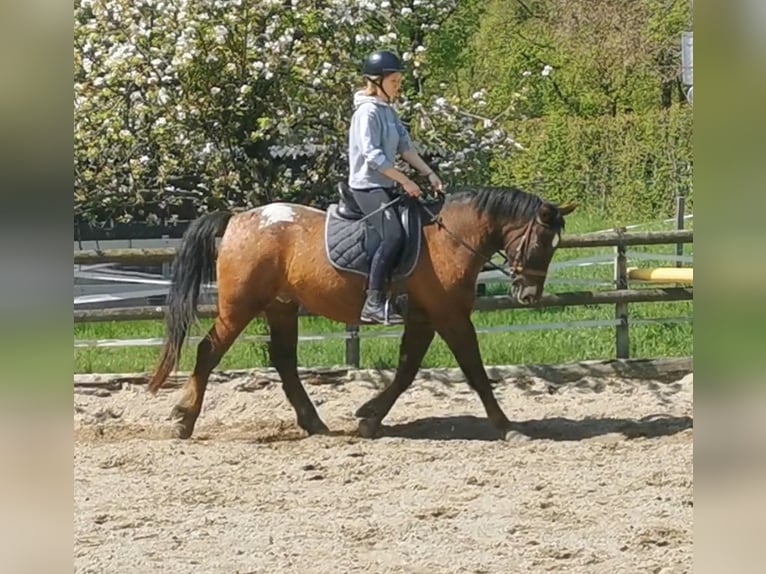 Ungarisches Sportpferd Mix Wallach 10 Jahre 157 cm Dunkelbrauner in Salzburg