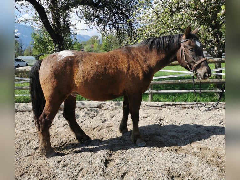 Ungarisches Sportpferd Mix Wallach 10 Jahre 157 cm Dunkelbrauner in Salzburg