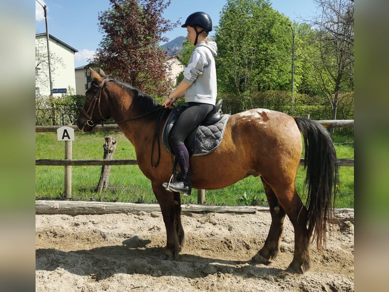 Ungarisches Sportpferd Mix Wallach 10 Jahre 157 cm Dunkelbrauner in Salzburg